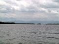 25 - Mangrove 069